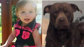 比特犬,狗,咬住,獸醫,寵物,後腿,平衡,鬆口　圖／翻攝自推特　