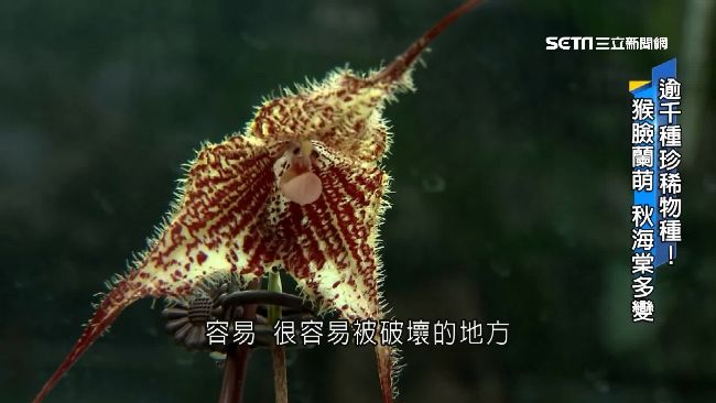 獨特溫室構造！智農館擁千種珍稀植物