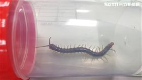 大林慈濟醫院,急診,李振威,蜈蚣