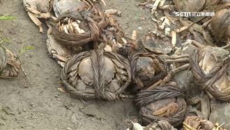 追消失戴奧辛大閘蟹　衛生局忍臭打撈