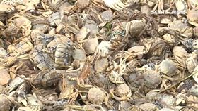 追消失戴奧辛大閘蟹! 衛生局忍臭打撈