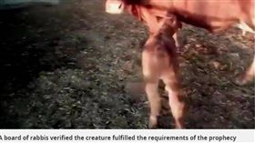 末日將至？聖經「末日預言」竟接連成真　圖／翻攝鏡報