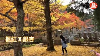 楓紅銀杏美景！前進日本奧之院參道