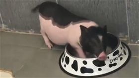 學生偷養迷你豬　越長越大才發現