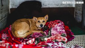 合隆羽藏,公益,毛小孩,浪浪