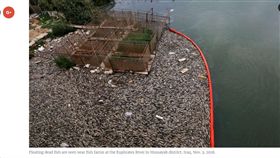 養殖鯉魚集體暴斃　河岸上全是屍體（圖／翻攝自美國之音）
