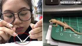 看到壁虎受困，妳會救牠嗎？一名女網友日前上班時，發現一隻壁虎被困在黏鼠板上，她冒著被老闆發現的危險出手相救，最後成功解救壁虎。特別的是，該隻壁虎似乎想「報恩」，一直徘徊在女網友的桌上。其他網友看到後，紛紛直喊「快收編！會幫妳吃蚊子跟蟑螂報答妳」。（圖／網友《Ku Ku》授權提供）