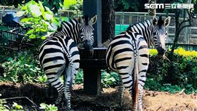 壽山動物園,黑白條紋,斑馬,壽山,動物園