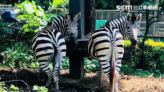 斑馬月！黑白條紋壽山動物園這天免費