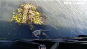 蘆洲,浮屍,凌虐,警方，翻攝畫面