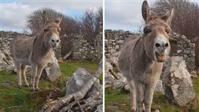 愛爾蘭一隻母驢哈莉葉特（Harriet）擁有一副好歌喉，經常發出高亢的嗓音，聽起來就像是一名專業的歌劇演唱者，而哈莉葉特的歌聲被錄下後，瞬間爆紅，不少網友紛紛大讚「根本是女高音！」（圖／翻攝自《Storyful Rights Management》YT）