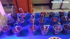 大麻,陽台,農場,桃園,翻攝畫面