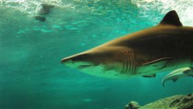 鯊魚攻擊！24小時內連傳澳2女傷重　恐有生命危險
中央社
雪梨,鯊魚,咬傷,攻擊