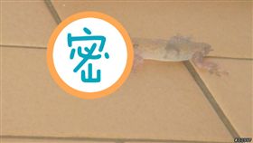 （圖／翻攝自mobile01）壁虎,益蟲,蟑螂