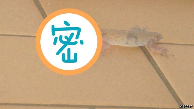 看到壁虎千萬別殺！看到這張照片秒懂