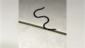 盲蛇、鉤盲蛇／臉書爆廢公社二館