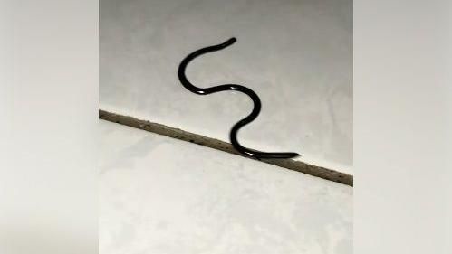家中有「全黑反光」生物　網讚：幸運