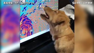 阿金狂咬電視黃球　卻咬到懷疑狗生