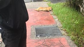 新北市，八里，臘腸狗，火化，暖警，