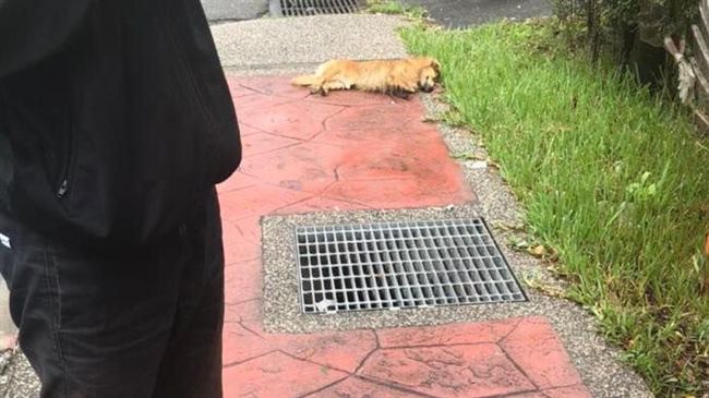 不忍臘腸狗遭撞死　暖警自掏腰包火化
