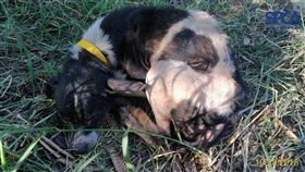 新竹,竹北,流浪狗,動保團體,Taiwan SPCA 台灣防止虐待動物協會（圖／翻攝Taiwan SPCA 台灣防止虐待動物協會）