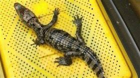 「我養的鱷魚跑掉了」 臉書協尋啟事嚇壞人（圖／我是南投人....更是水里人）