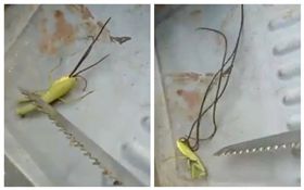 螳螂,鐵線蟲（圖／翻攝自爆料公社）
