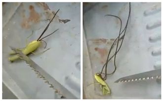 螳螂肚竄「異形大軍」　7萬網友噁吐