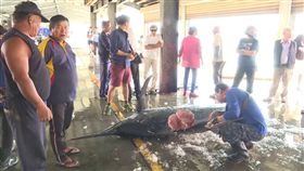 鏢釣,旗魚,咬一口