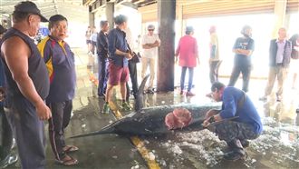 到手旗魚遭鯊咬掉！少20公斤丟冠軍