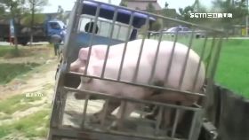 L陸滿病死豬1600