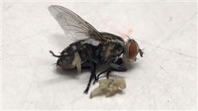 蒼蠅,白蛆,拍死（圖／爆怨公社）
