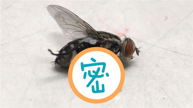 蒼蠅啪啪被「琥珀」凍結　專家驚呆了