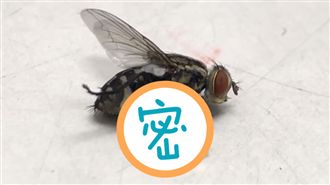 蒼蠅被他猛力一拍！肚爆出一坨白蛆