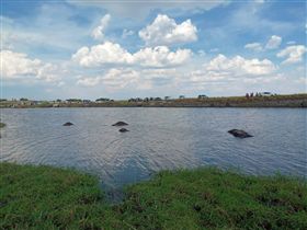 非洲,水牛,集體溺斃（圖／翻攝自推特）