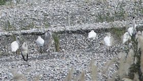 黑面琵鷺現身花蓮溪花蓮溪出海口近日出現4隻國際知名保育鳥類黑面琵鷺，其中一隻帶有腳環，確認是由韓國飛來過冬的嬌客，讓花蓮愛鳥人士興奮不已。（第九河川局提供）中央社記者盧太城花蓮傳真　107年11月9日