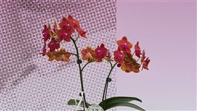 台中花博展出嘉大新品種蝴蝶蘭　嘉義大學園藝技藝中心近期培育出新品種蝴蝶蘭（圖），且在蘭花評比賽事中多獲肯定，獲獎蘭花也受邀在2018台中花博外埔園區智農館展出。（嘉義大學提供）中央社記者江俊亮傳真　107年11月7日