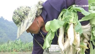 韓國瑜蘿蔔、苦瓜分不清　高雄農民怒