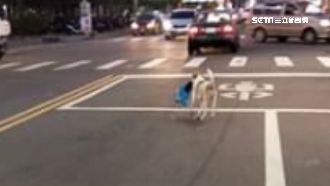 「買」衣沒付錢！狗賊咬衣拔腿狂奔