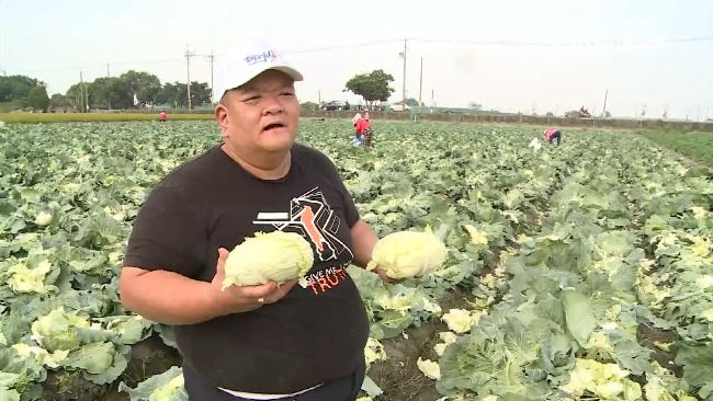 自稱世代種菜　髮蠟哥同情農民沒飯吃