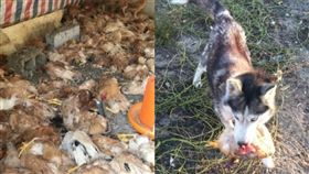 哈士奇變成狼？闖雞場一夜奪600命（組圖／翻攝自新安晚報微博）