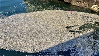 密集恐懼症勿入！石門漁港萬尾魚翻肚