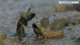 Sony Taiwan,2019 台灣α系列攝影比賽,台灣索尼,sony