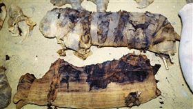 埃及,聖甲蟲,婚紗,木乃伊（圖／翻攝自Twitter）