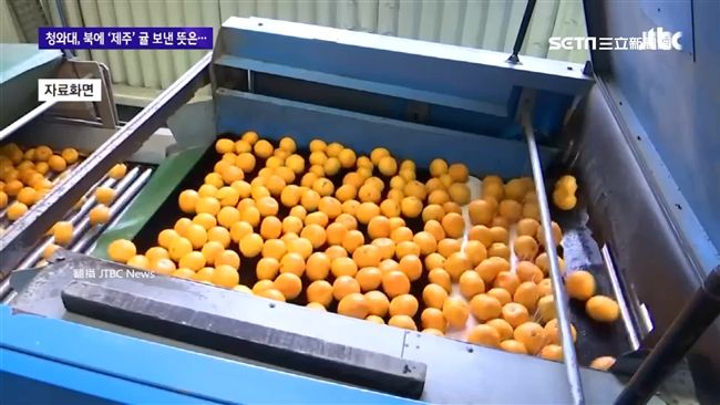 給金正恩吃橘子！南韓大手筆送2百噸