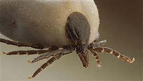 壁蝨,婦人,狗,耳朵,寄生