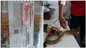 活生生蟒蛇竟被「宅急便」。（圖／翻攝自中國報）