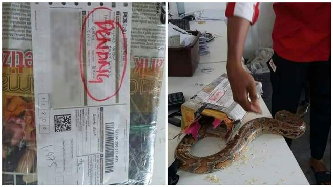 蟒蛇被塞包裹運送　突然竄出超嚇人