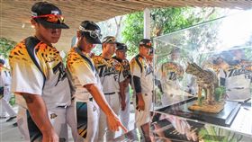 中市成棒隊穿石虎球衣逛花博 日籍球員讚「很有歷史味道」(圖/台中市政府提供)