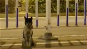 飼主出車禍走了…忠犬「原地守護80天」逼哭網友  圖/翻攝自梨視頻